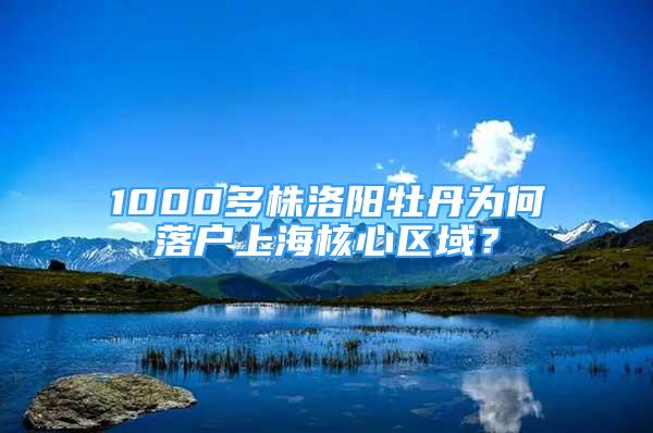 1000多株洛陽(yáng)牡丹為何落戶上海核心區(qū)域？