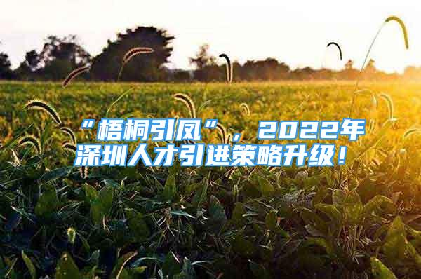 “梧桐引鳳”，2022年深圳人才引進策略升級！