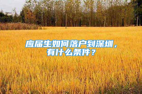 應屆生如何落戶到深圳，有什么條件？