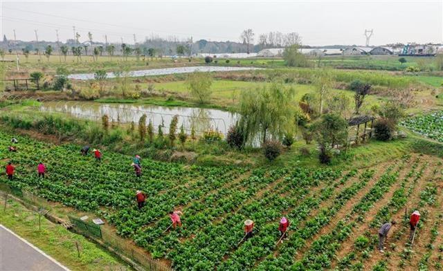 扎根助農(nóng)脫貧，心系一線戰(zhàn)疫，海歸女博士岳文雯：把“我家的地”種成大家的地